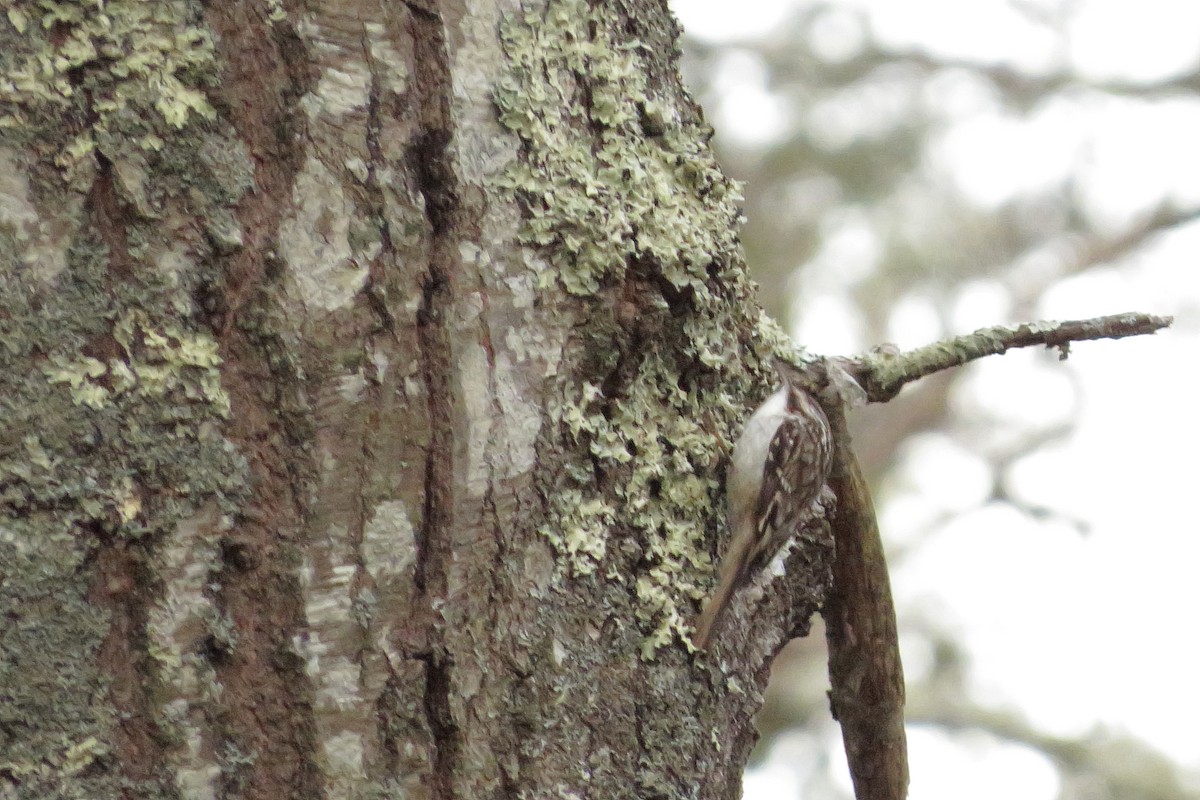 Brown Creeper - ML400173501
