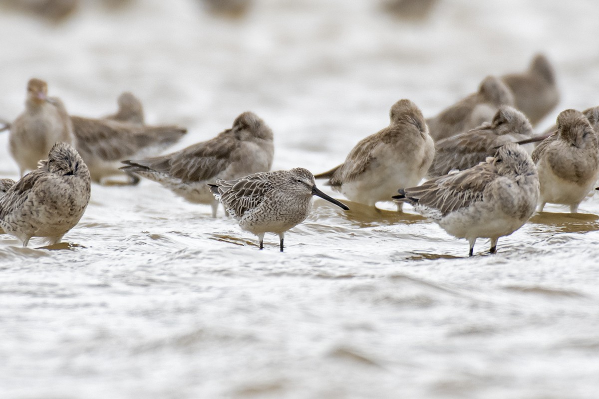 Asian Dowitcher - ML400173631