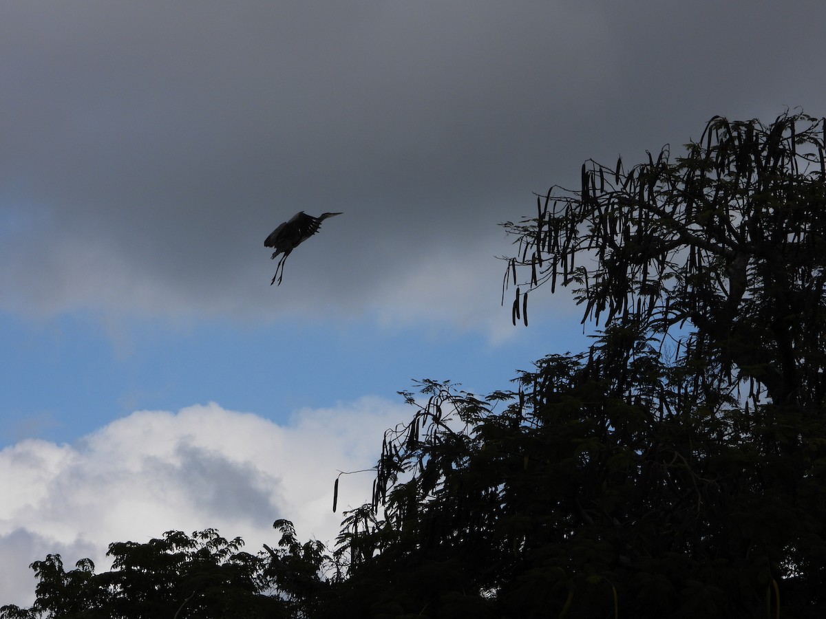 Great Blue Heron - ML400173721