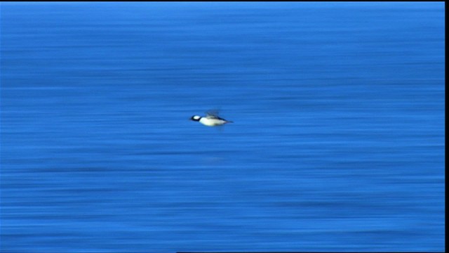 bøffeland - ML400174