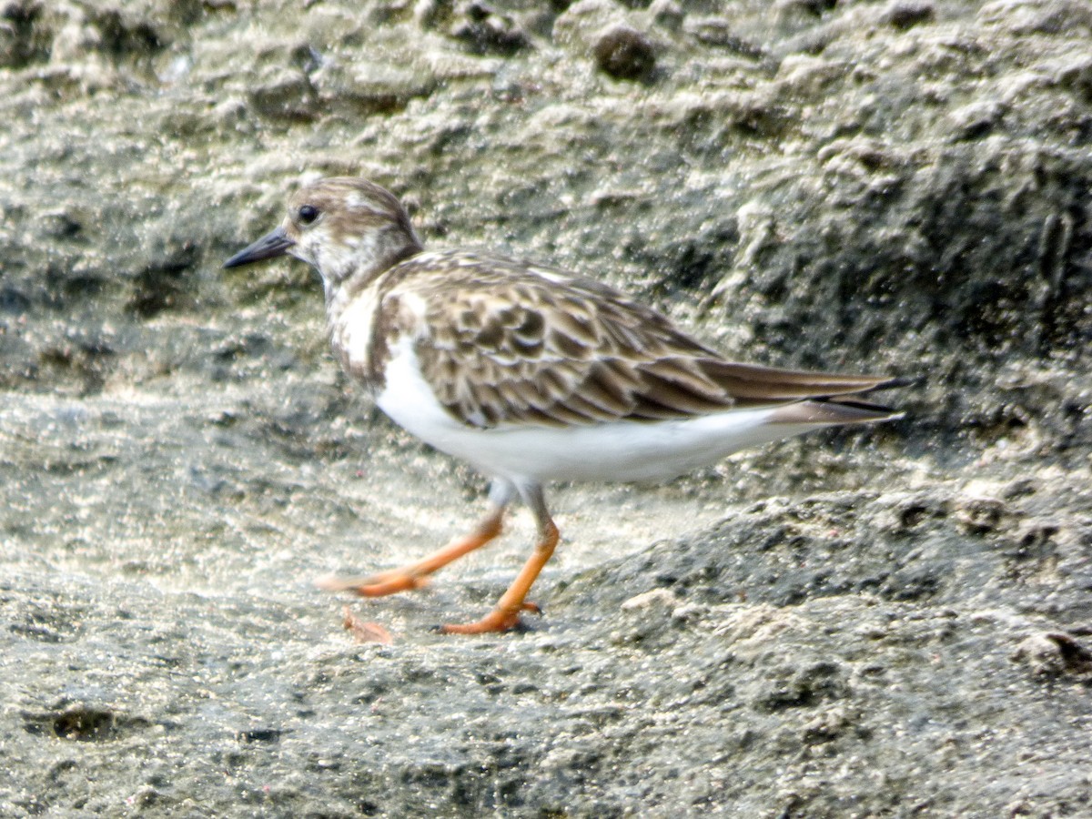 Ruddy Turnstone - ML400174121