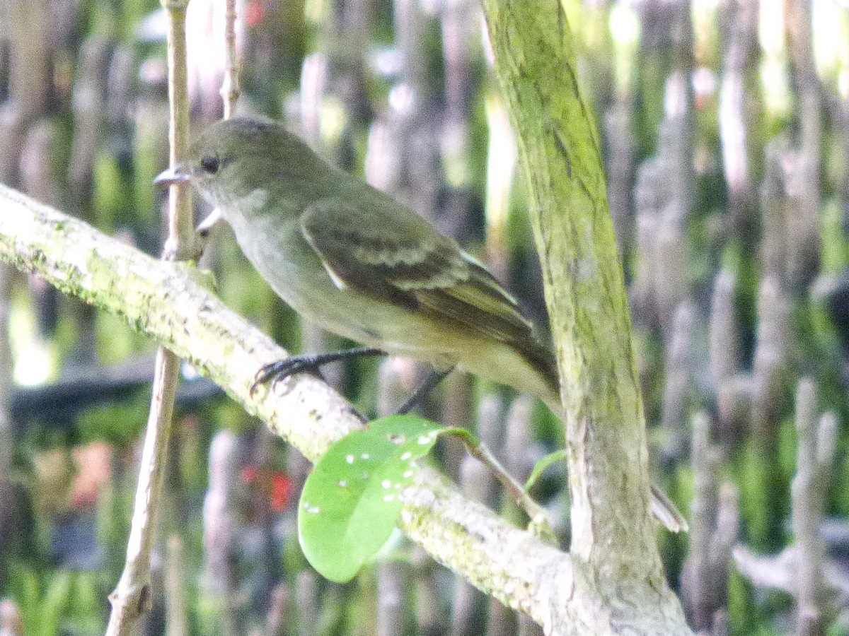 Caribbean Elaenia - Matthew Douglas Gable