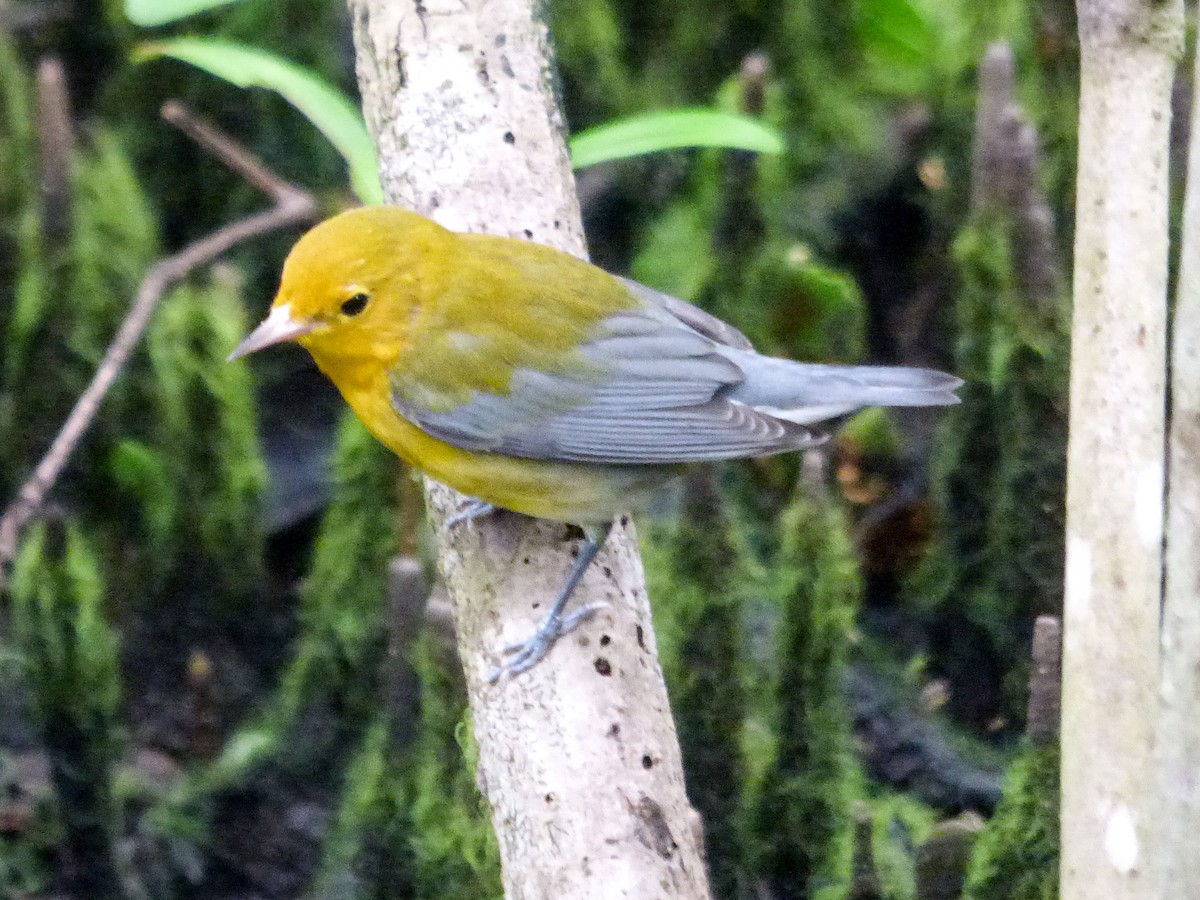 Prothonotary Warbler - ML400174821
