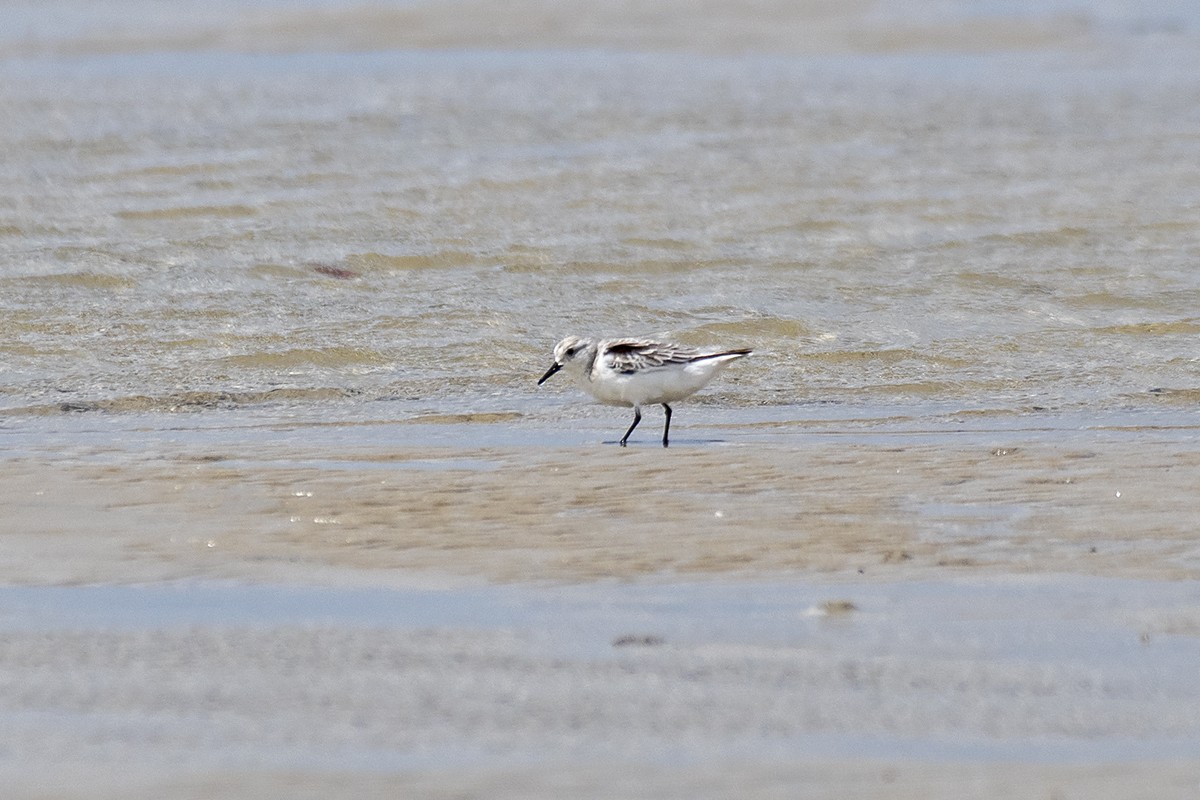 Bécasseau sanderling - ML400174941