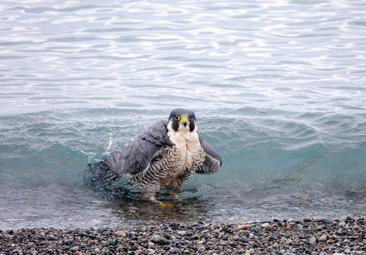 Peregrine Falcon - Mary Kvasnic