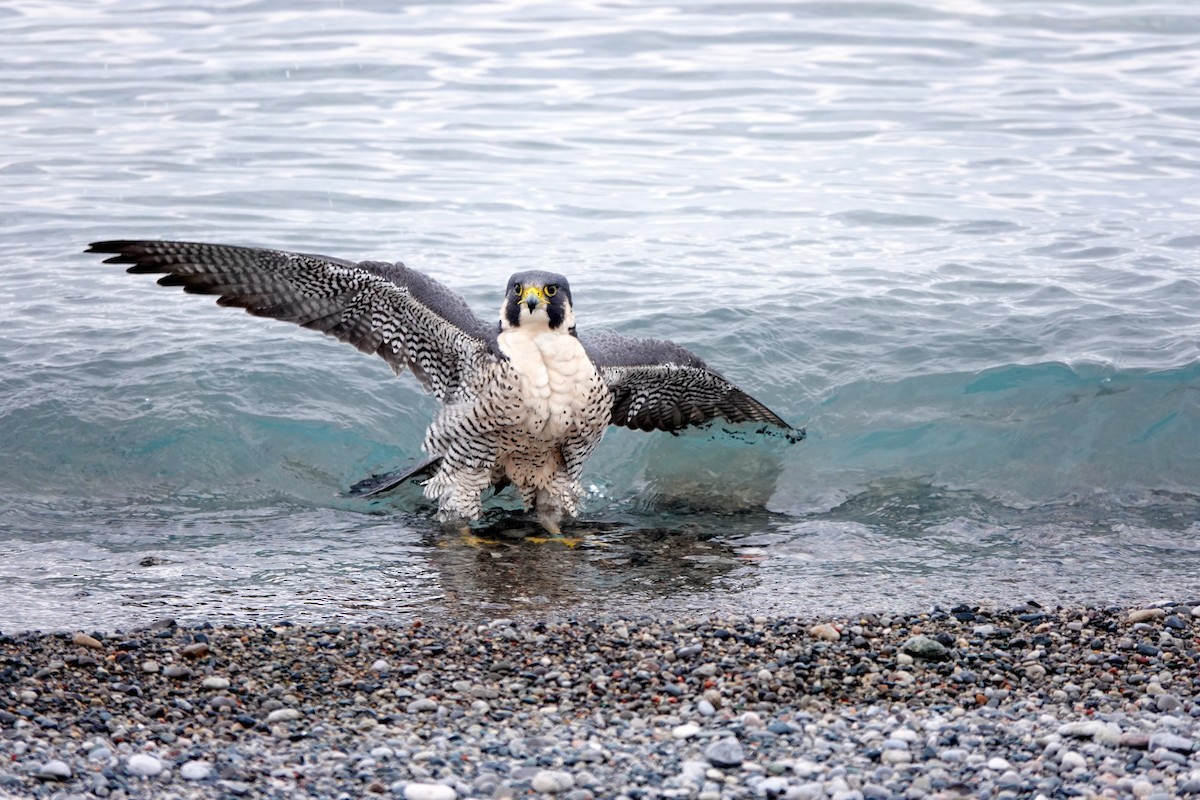 Peregrine Falcon - Mary Kvasnic