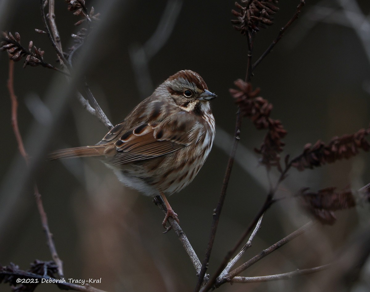 Song Sparrow - ML400175821