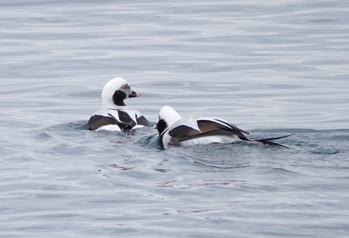 Long-tailed Duck - Mary Kvasnic