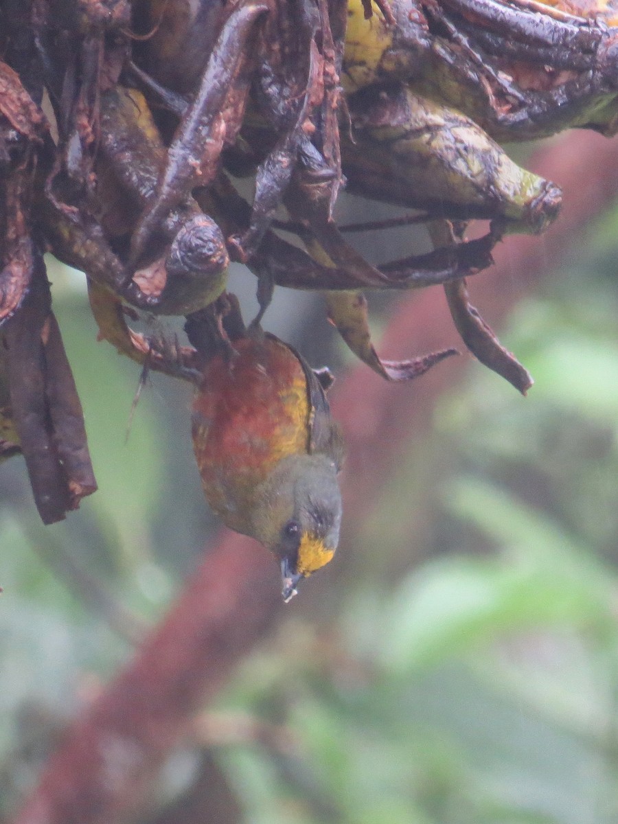 Olive-backed Euphonia - ML400176191