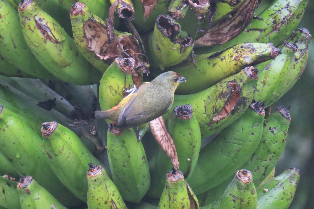 Olive-backed Euphonia - ML400176201