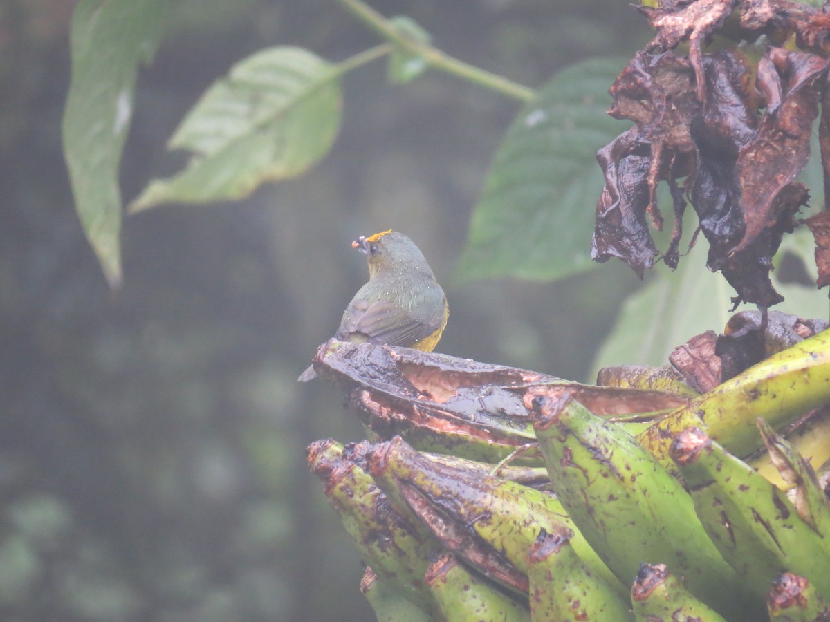 Olive-backed Euphonia - ML400176231