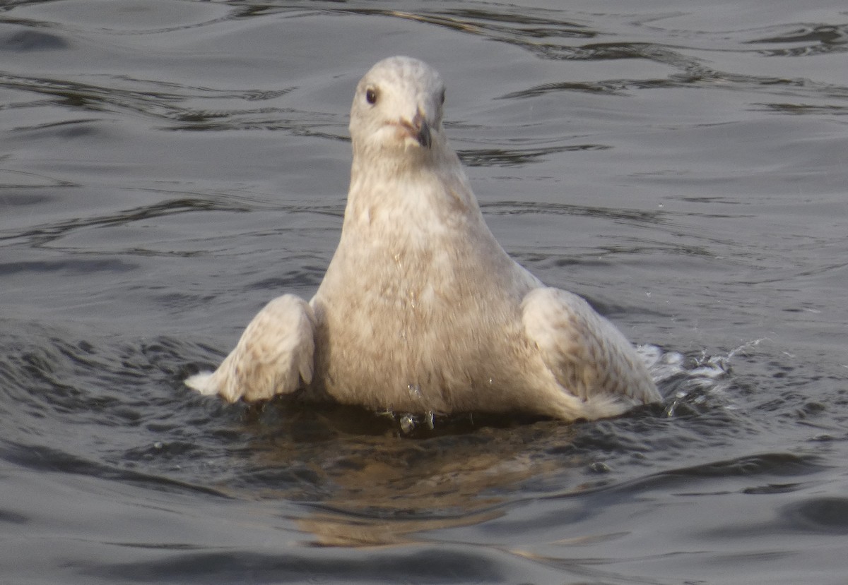 Iceland Gull - ML400176711