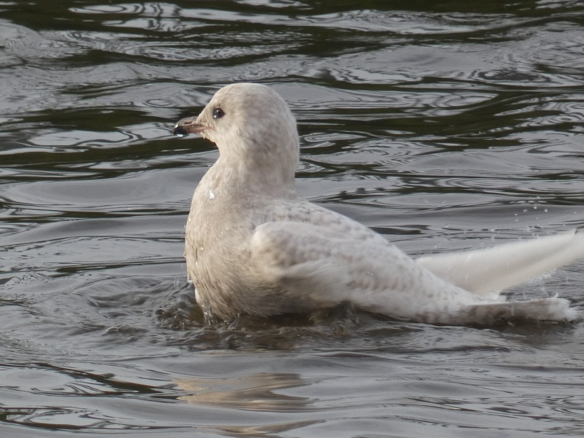 Iceland Gull - ML400176721