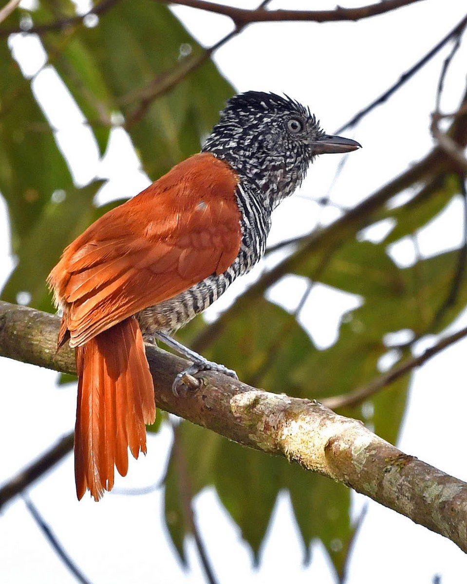 Chestnut-backed Antshrike - Tini & Jacob Wijpkema