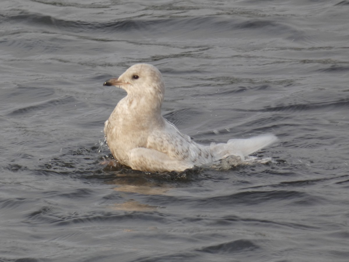 Iceland Gull - ML400177801