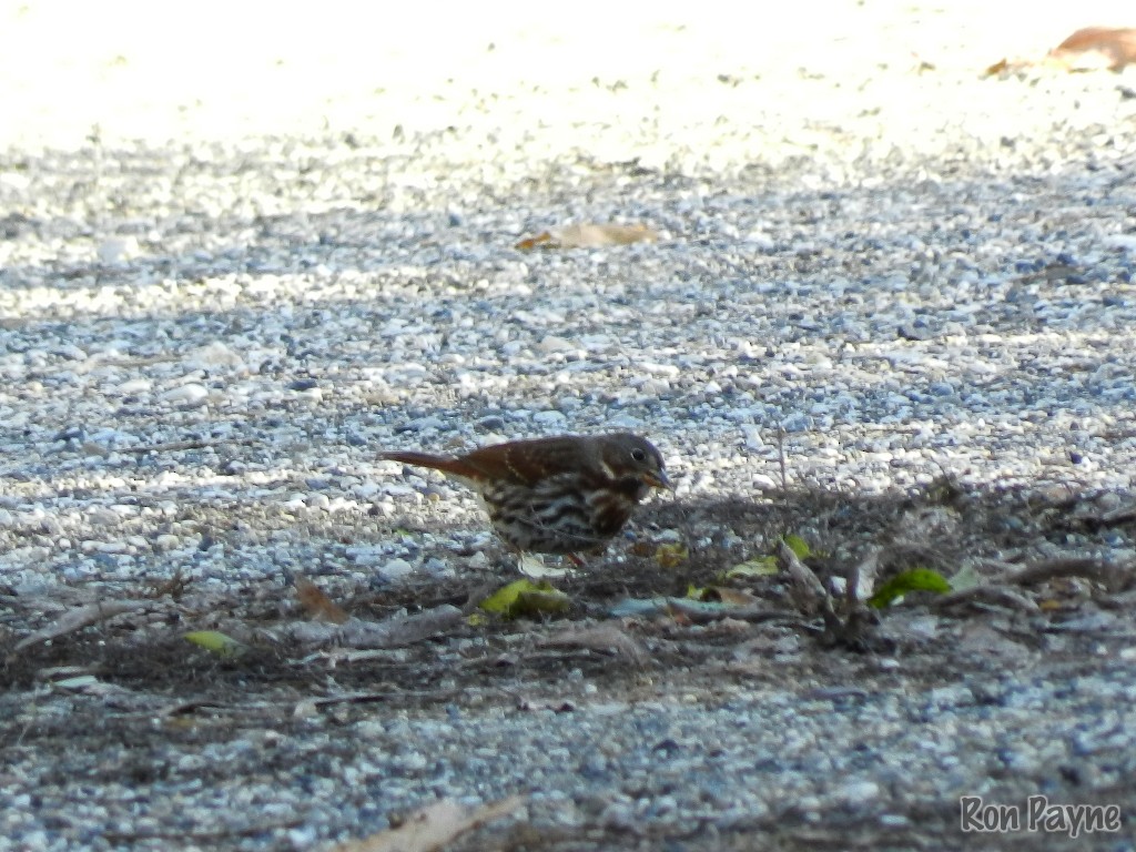 Fox Sparrow - ML40017941