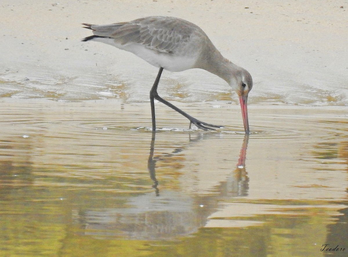 Black-tailed Godwit - ML400181991