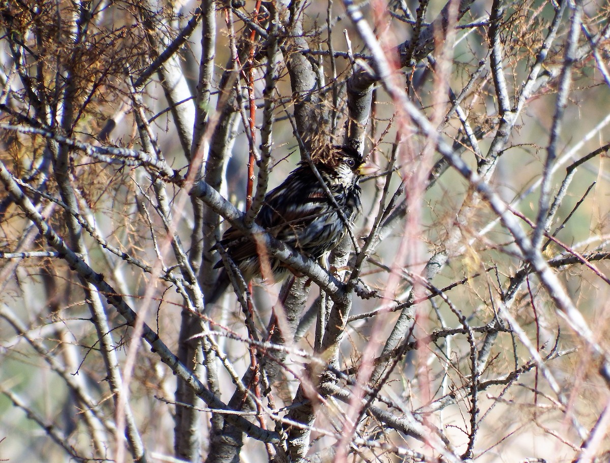 Spanish Sparrow - Ricardo Saldanha