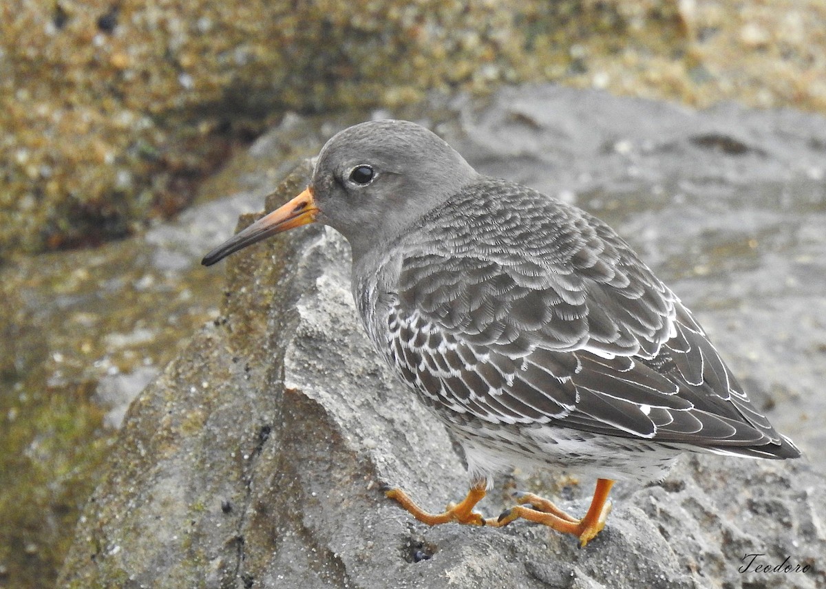Purple Sandpiper - ML400182261
