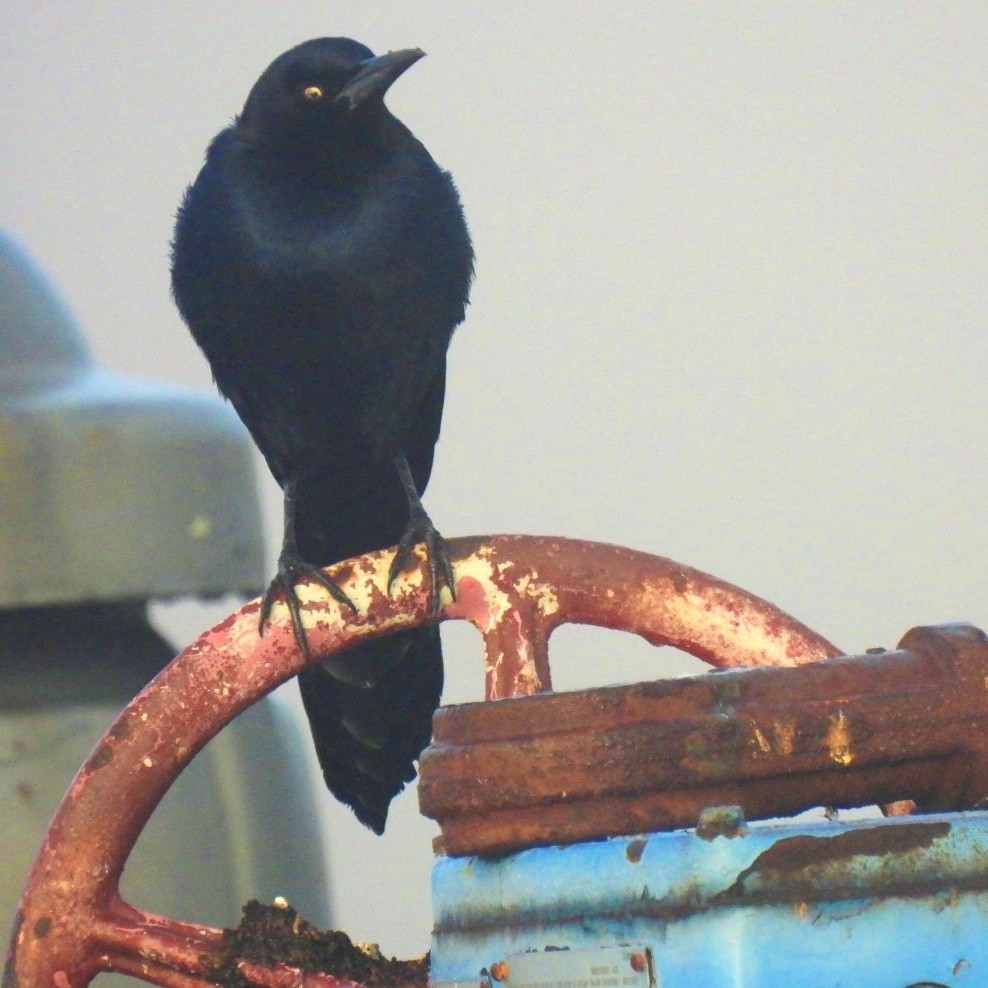 Great-tailed Grackle - ML400182961