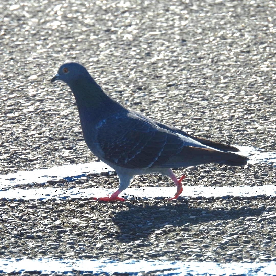 Rock Pigeon (Feral Pigeon) - ML400184461