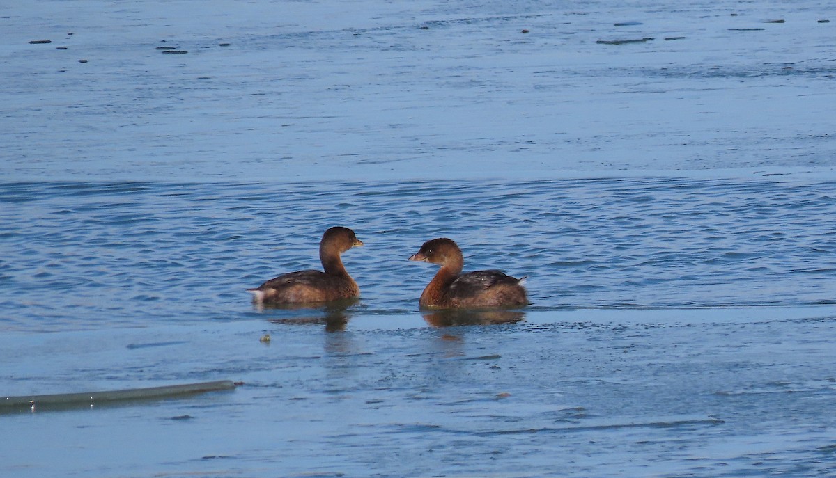 Pied-billed Grebe - ML400184861