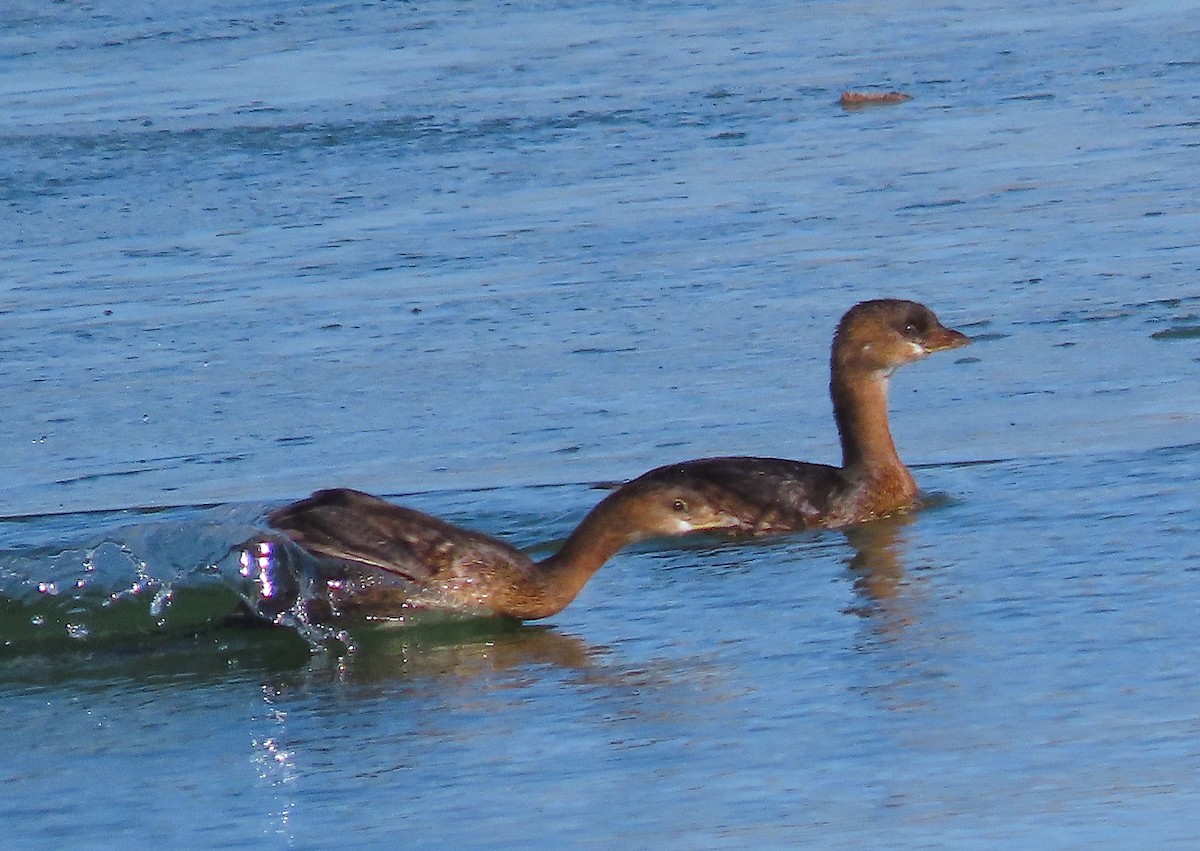 Pied-billed Grebe - ML400184921