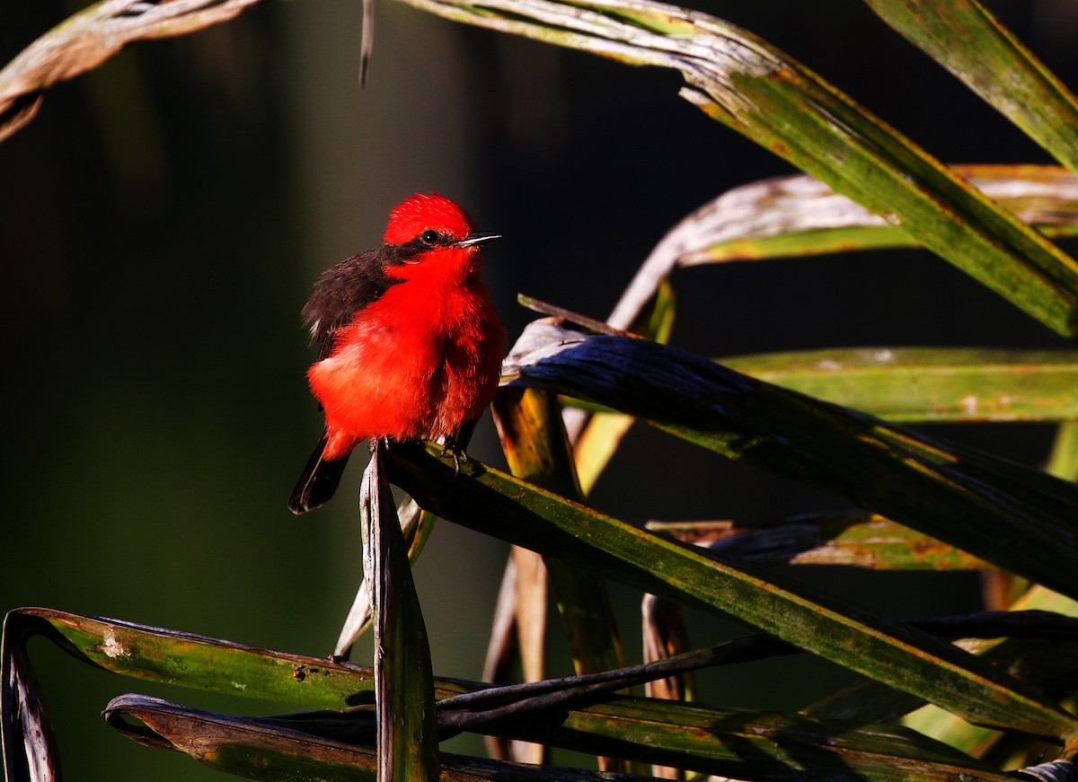 Vermilion Flycatcher - ML400185291