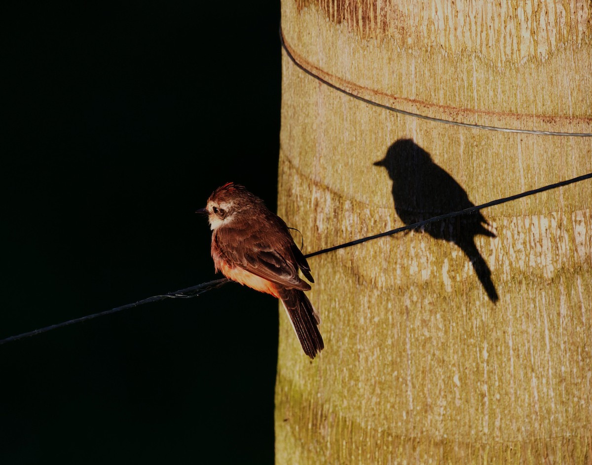 Vermilion Flycatcher - ML400185301