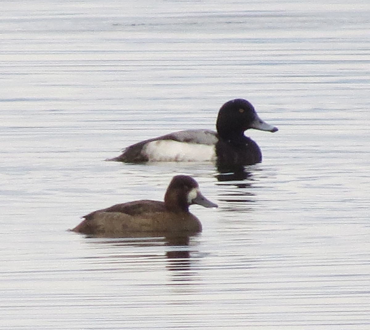 Greater Scaup - ML400185581