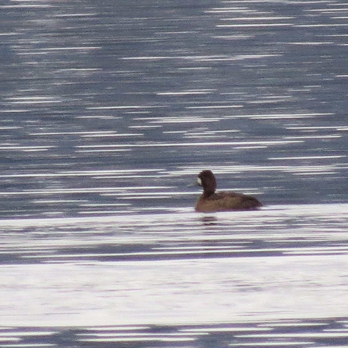 Lesser Scaup - ML400185711