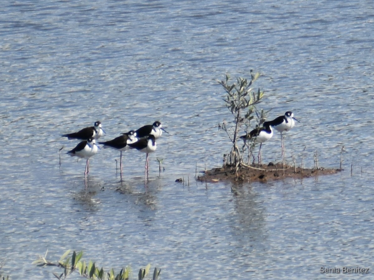 Black-necked Stilt - ML400186011