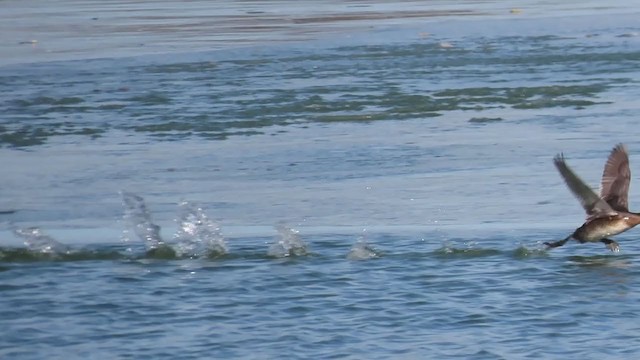 Pied-billed Grebe - ML400186841