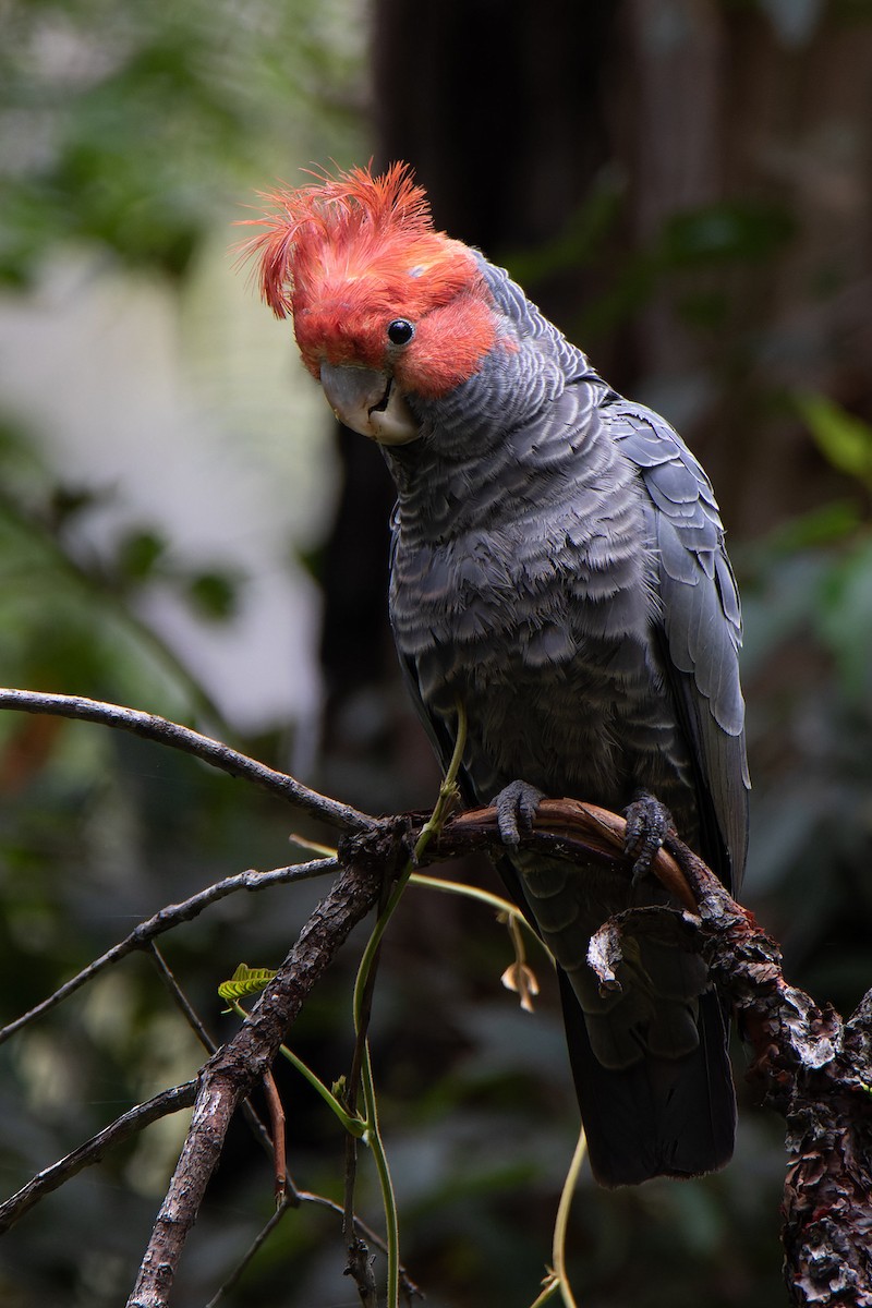 hjelmkakadu - ML400187571