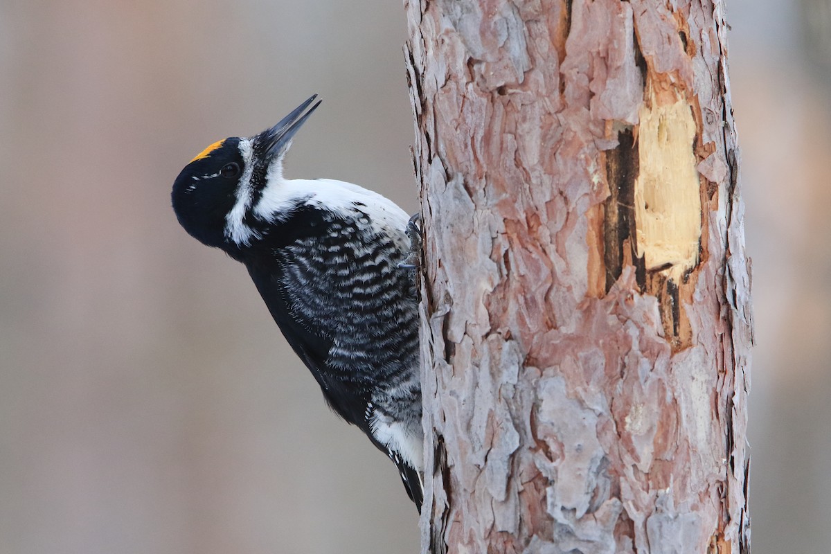 Black-backed Woodpecker - ML400187711