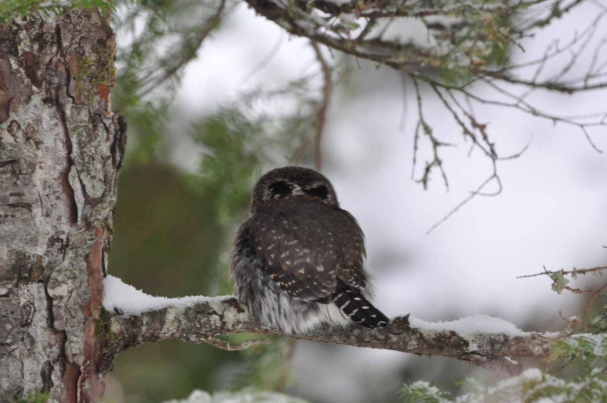 Northern Pygmy-Owl - ML400188091