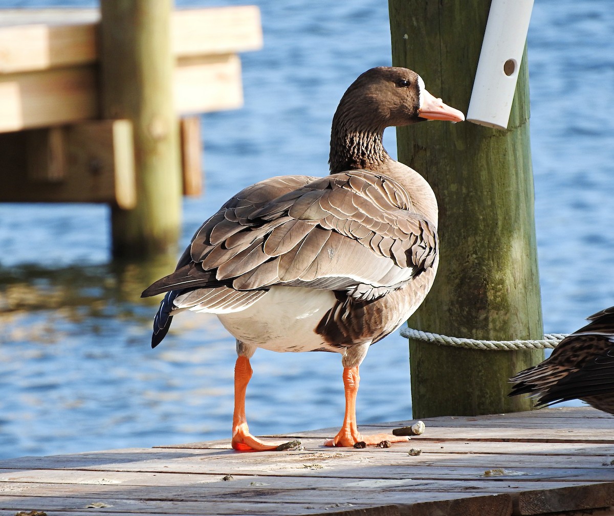 Greater White-fronted Goose - ML400188131