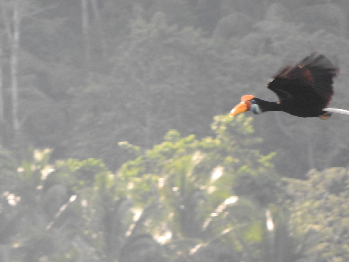 Knobbed Hornbill - Sandy Gayasih