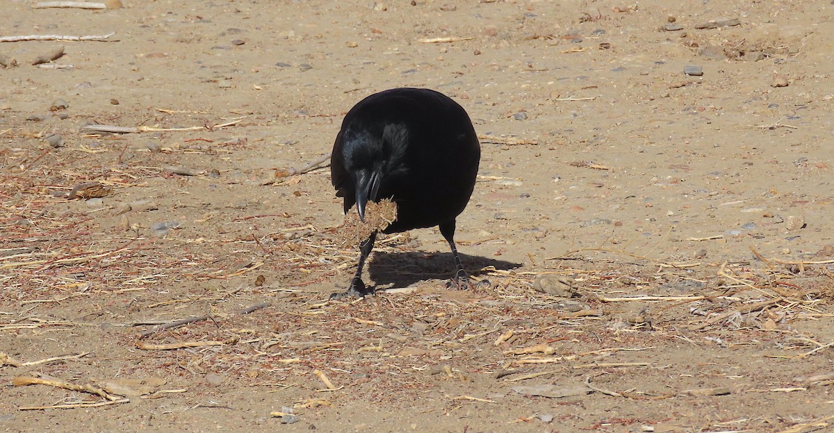 American Crow - ML400190891