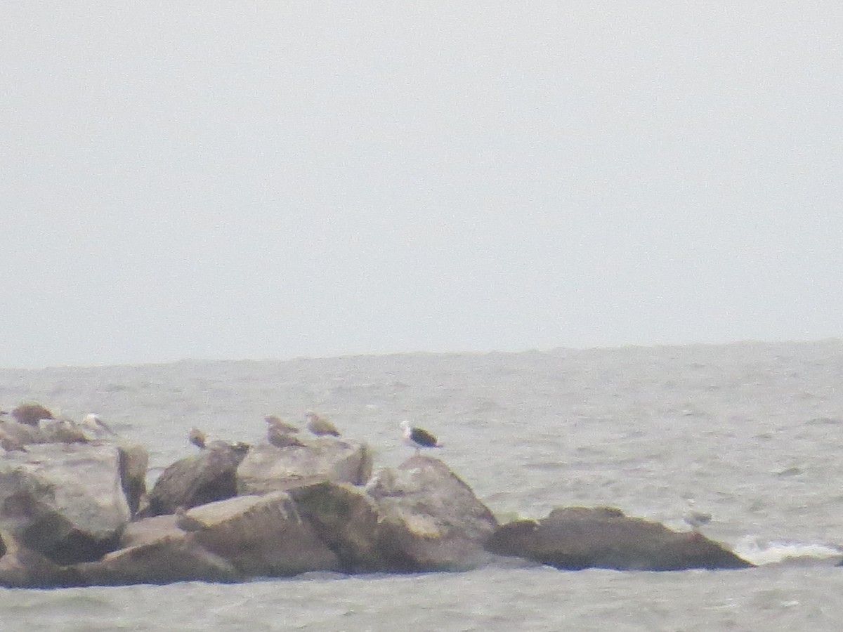 svartbak - ML400190961