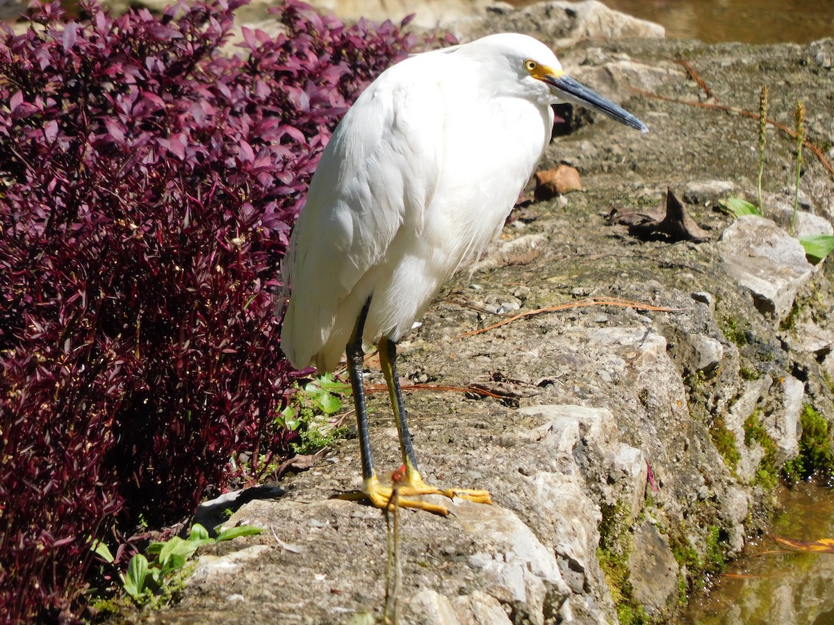 Snowy Egret - ML400191721