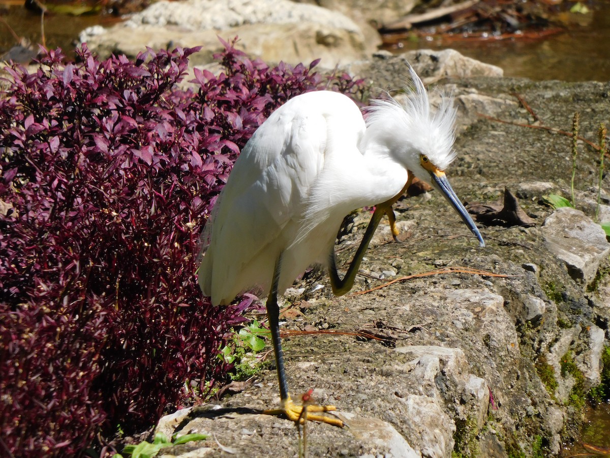 Snowy Egret - ML400191781