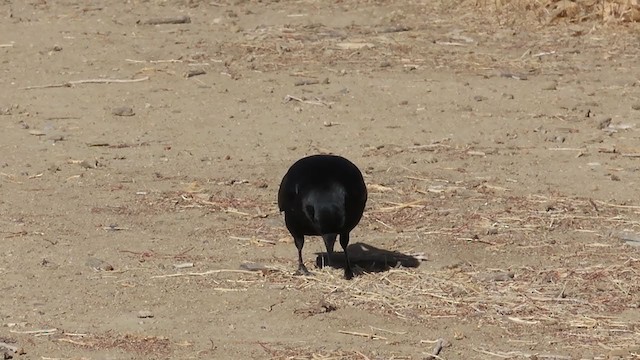 American Crow - ML400192261