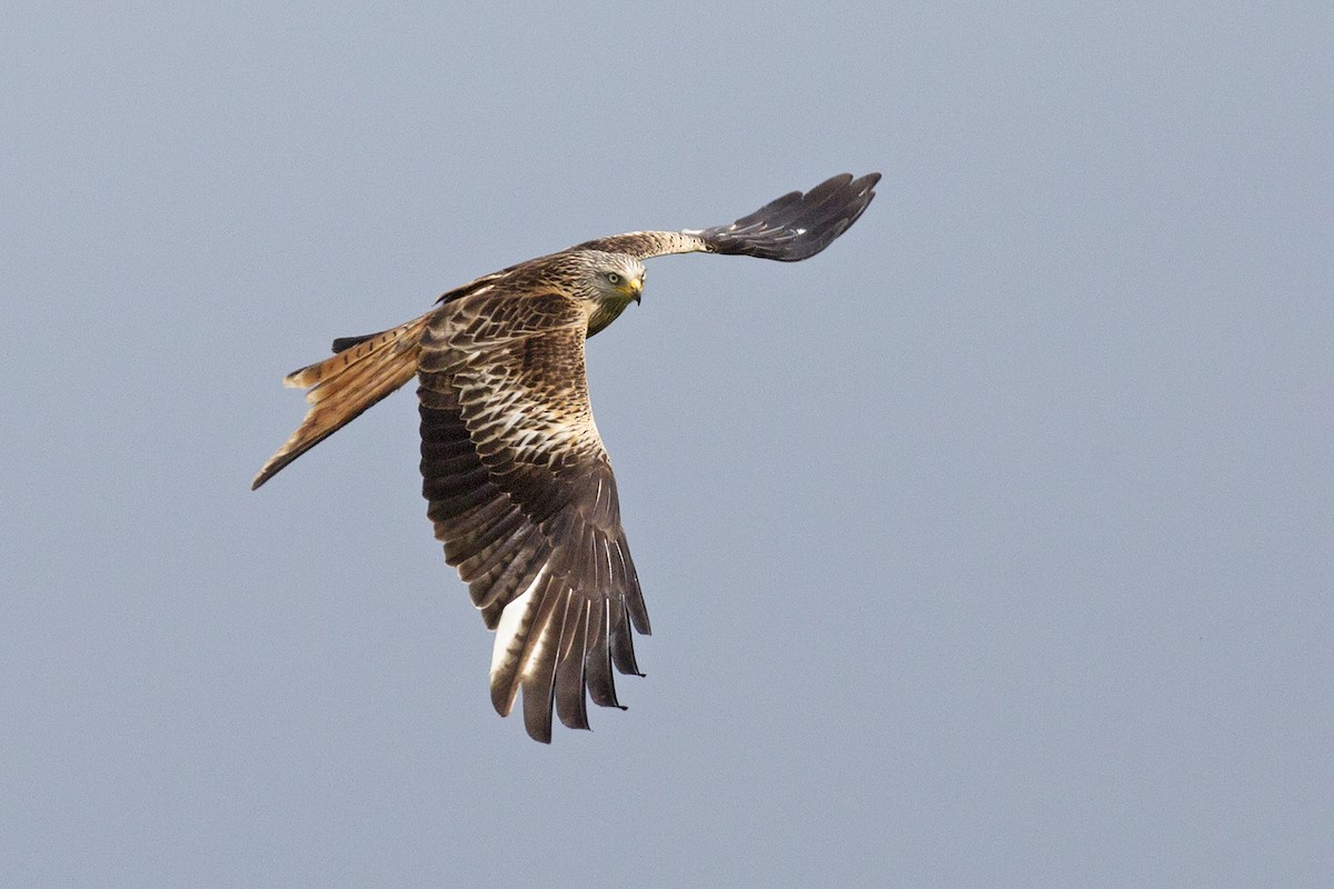 Red Kite - ML400193821