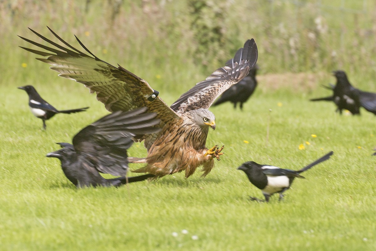 Red Kite - ML400193831