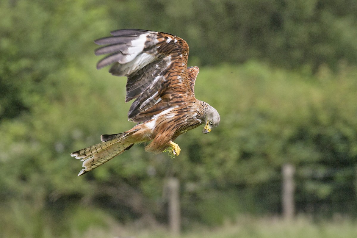Red Kite - ML400193841