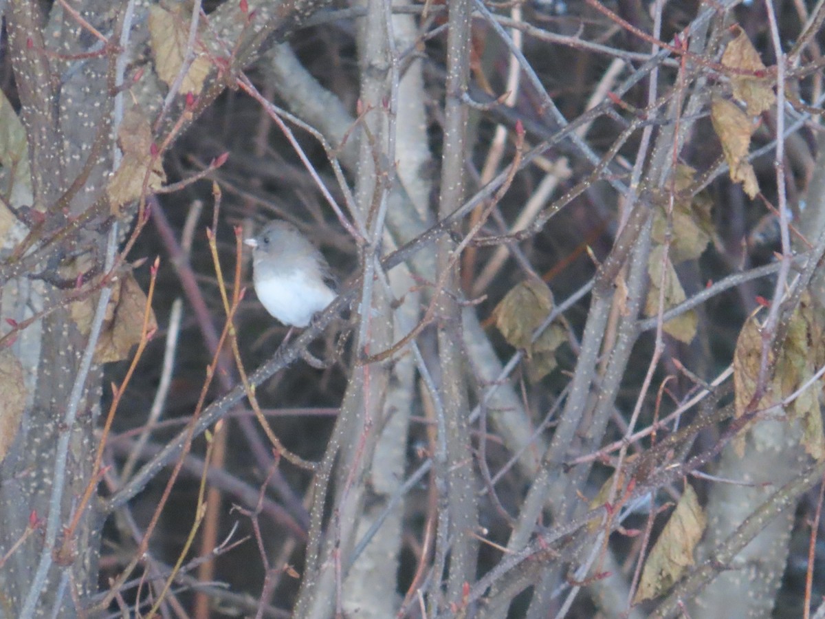 Dark-eyed Junco - ML400194491