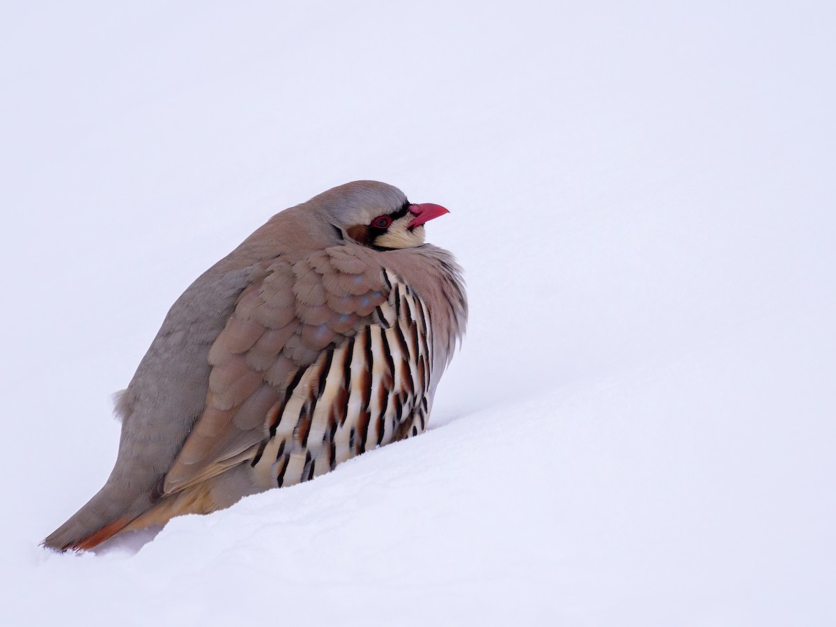Chukar - Aidan Lorenz