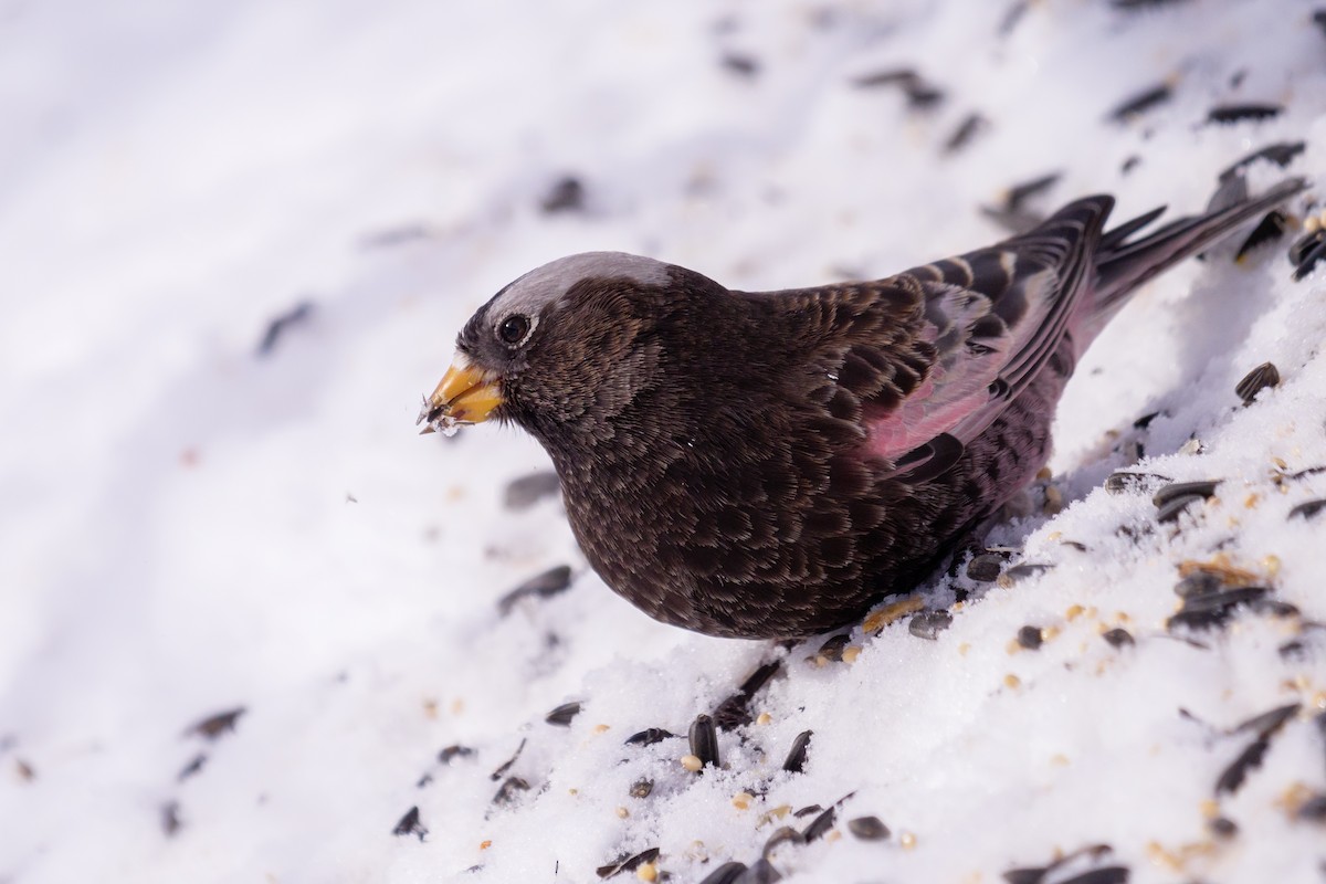 Black Rosy-Finch - Aidan Lorenz