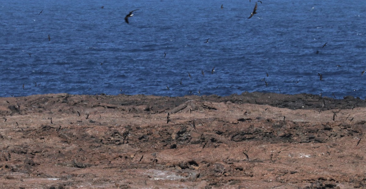 Wedge-rumped Storm-Petrel - ML400195371